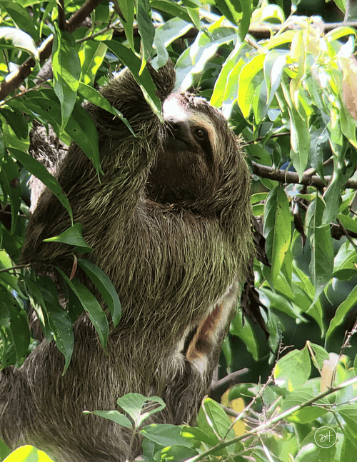 A close-up photograph of a brown three-toed sloth hanging from branches and eating green leaves in a tree in Costa Rica.