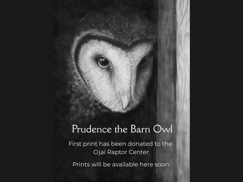 New addition to the Bird Collection coming soon