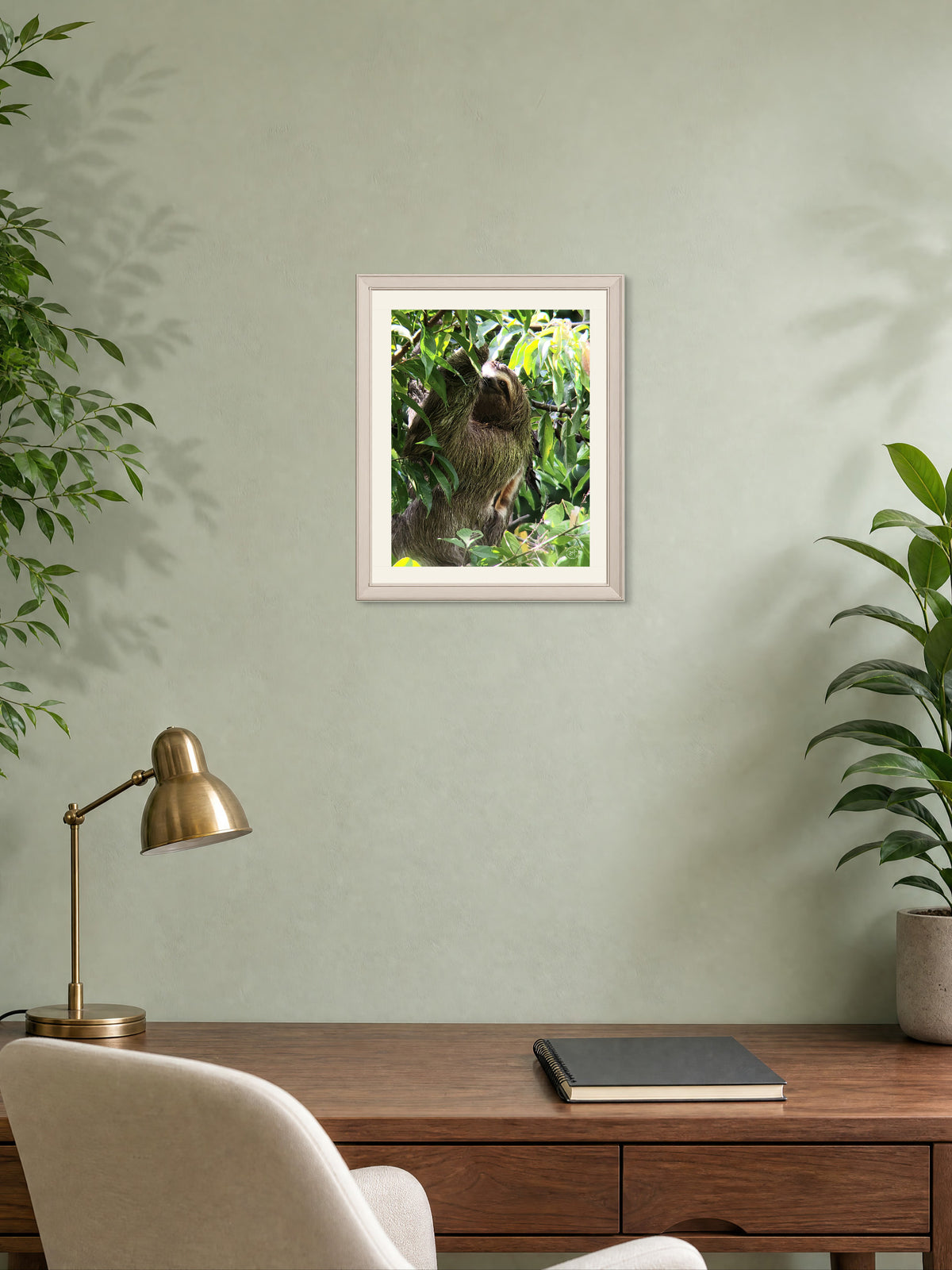 Amongst the Trees - Sloth in Costa Rica Photography Print