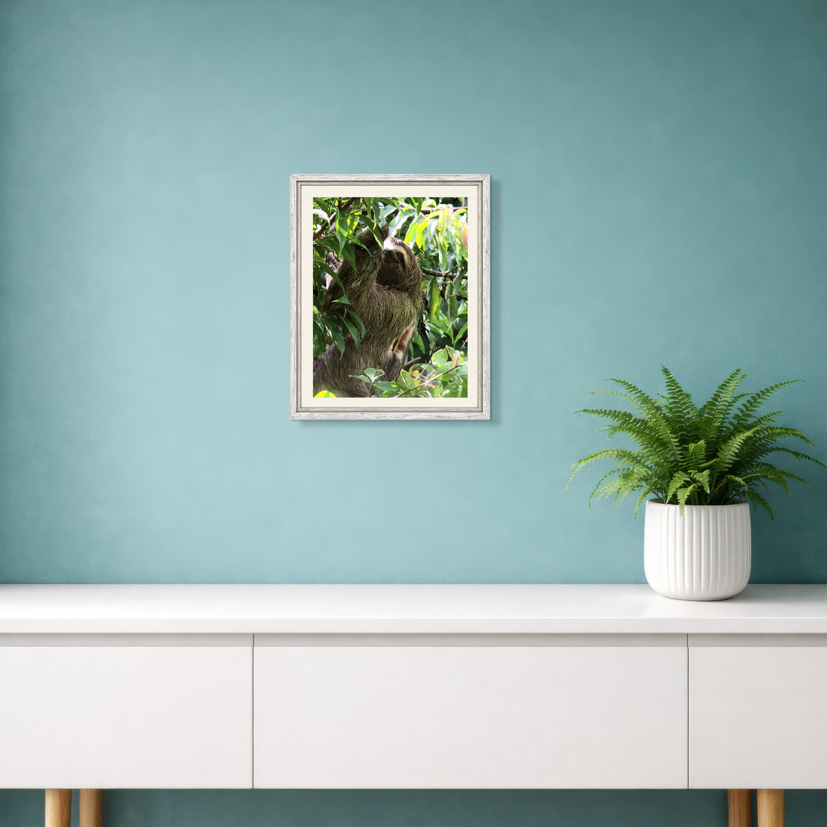 Amongst the Trees - Sloth in Costa Rica Photography Print