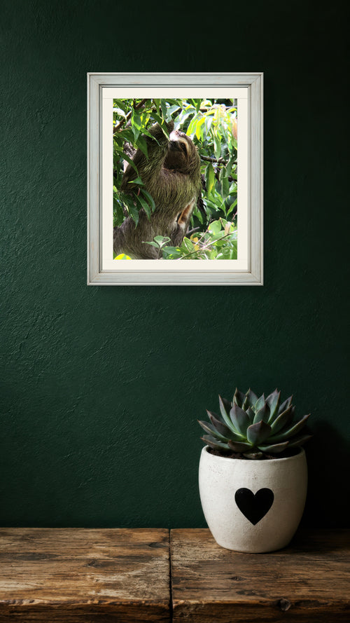 Amongst the Trees - Sloth in Costa Rica Photography Print