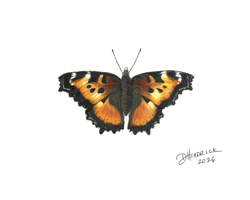 California Tortoiseshell — Nymphalid Print