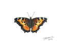 California Tortoiseshell — Nymphalid Print
