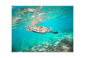 Green Sea Turtle — Photography Print