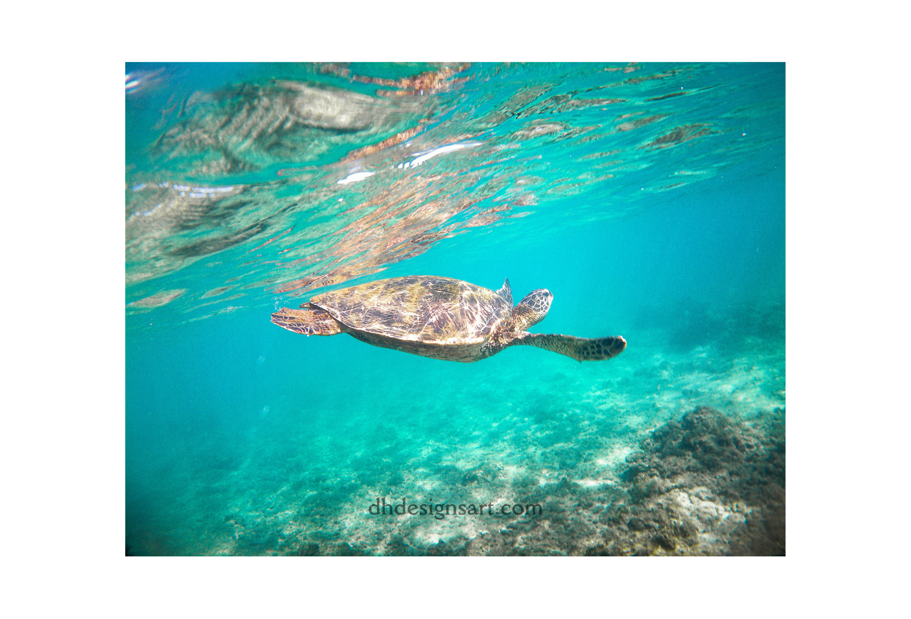 Green Sea Turtle — Photography Print