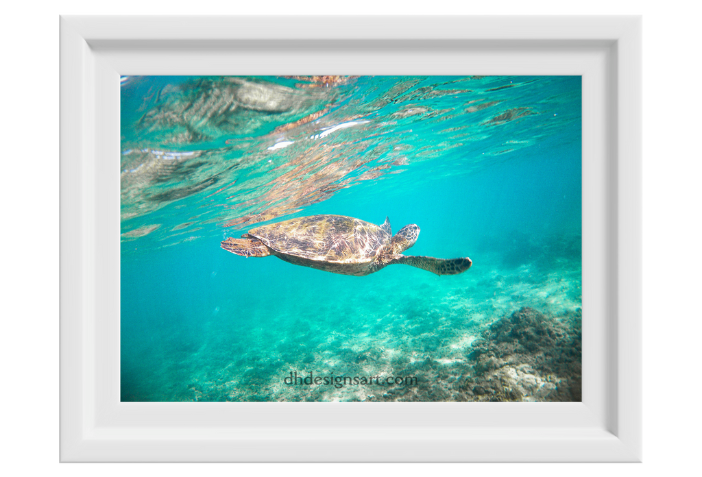 Green Sea Turtle — Photography Print
