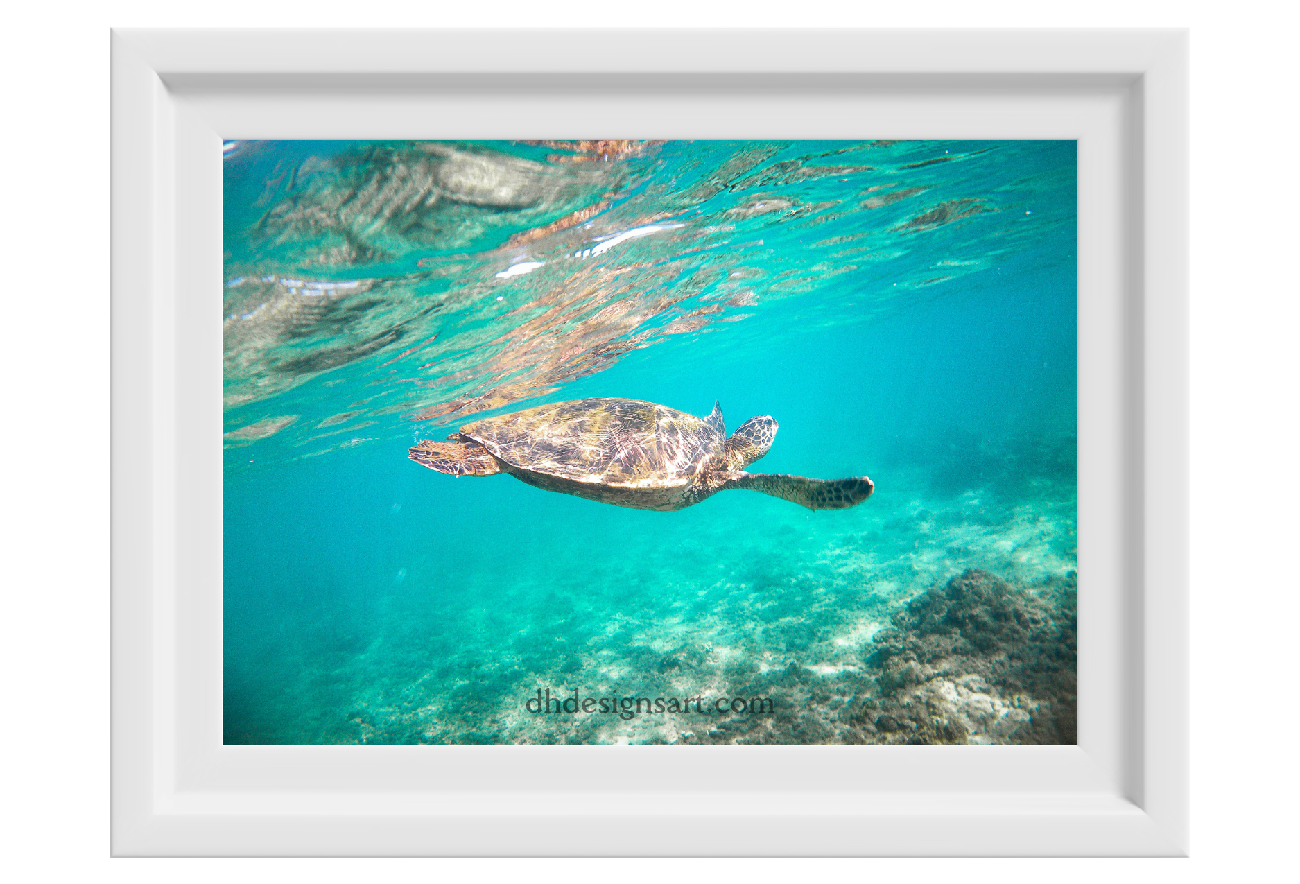 Green Sea Turtle — Photography Print